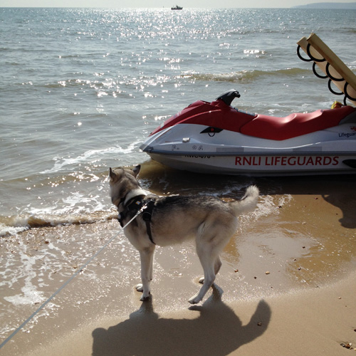 Doggy play time on the beach