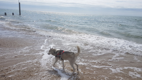 A quick paddle in the sea for doggy
