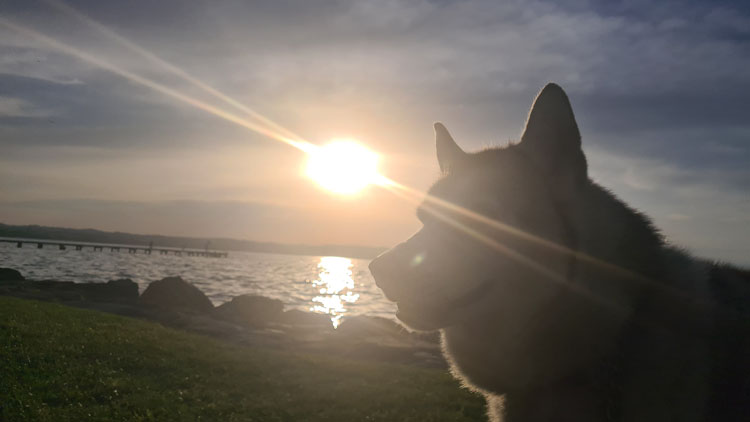 Silhouetted husky at a lakeside sunset, with radiant sun, calm silvery water, a wooden pier, and rocky shoreline in a peaceful scene.