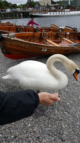 Windermere feeding the swans