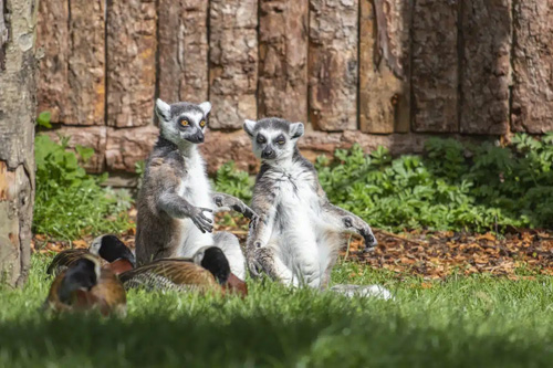 Explore Newquay Zoo in Cornwall, home to a diverse range of animals and engaging exhibits. Enjoy a family-friendly day out with interactive experiences, educational talks, and beautiful gardens.