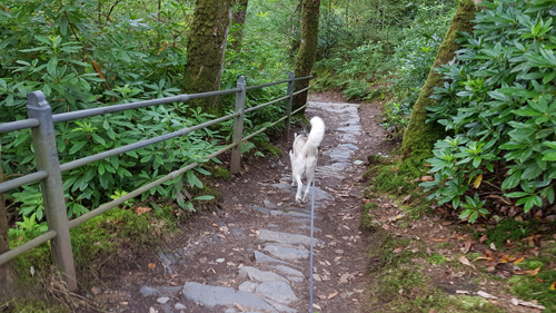 Red Kite Touring  - Doggy Walks