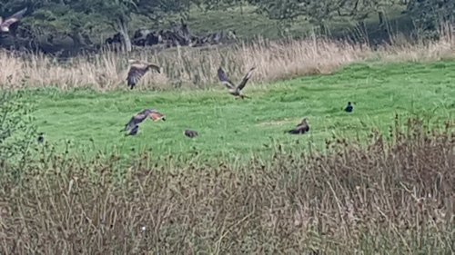 Red Kite Touring  - Amazing Kites