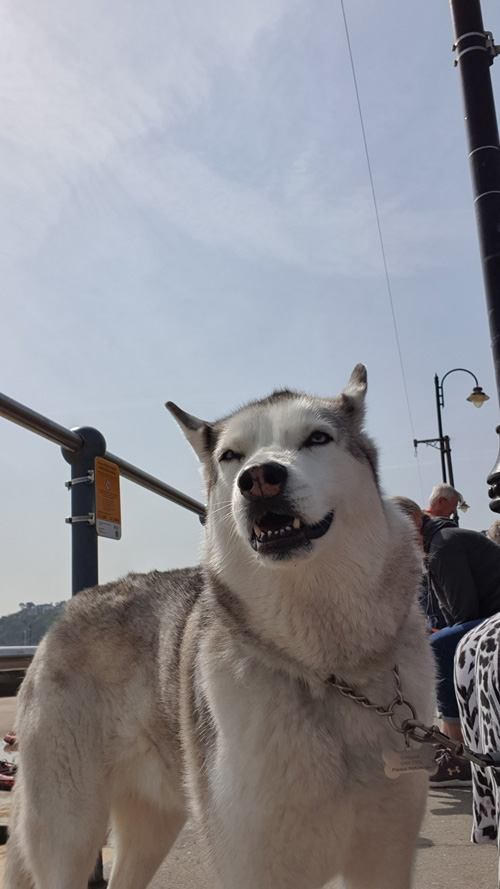 Capture a dog selfie at St Ives, Cornwall, with its stunning beaches, picturesque harbor, and charming town backdrop. Perfect for sharing your visit to this scenic coastal gem.