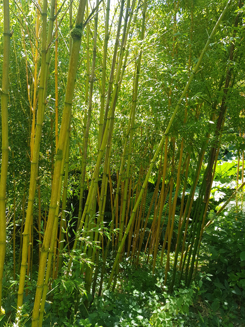Discover the impressive Giant Canes at The Lost Gardens of Heligan. Marvel at these towering, lush canes that add a striking, exotic element to the garden's diverse landscape