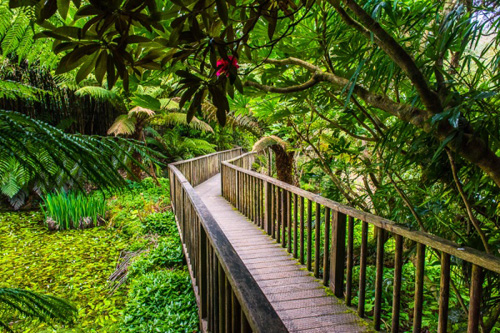 Discover the picturesque view of a bridge leading to the forest at The Lost Gardens of Heligan. Experience the charm of this scenic bridge as it provides a gateway to the lush, enchanting forest landscape