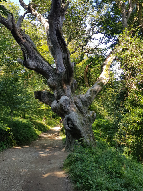 Explore the stunning views at The Lost Gardens of Heligan in Cornwall. Discover lush gardens, enchanting landscapes, and beautifully restored historical features in this renowned and magical botanical haven