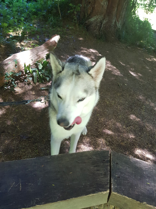 Enjoy a charming view of The Lost Gardens of Heligan with your dog. Explore the lush, scenic landscapes and tranquil spots of this historic garden, where the natural beauty and serene atmosphere provide a perfect setting for you and your canine companion