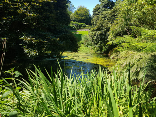 Explore the unique Mash Land area at The Lost Gardens of Heligan. Discover the distinct landscape featuring traditional Cornish features, including marshy terrain and diverse plant life, within this historic and enchanting garden