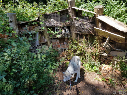 Experience the charming view of a dog foraging at The Lost Gardens of Heligan. Watch as your canine companion explores the lush garden landscape, adding a joyful and playful element to the tranquil and scenic environment