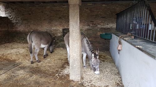 Meet the friendly donkeys at Healeys Cornish Cyder Farm. Enjoy interacting with these charming animals, learn about their role on the farm, and experience the unique blend of animal companionship and cider-making tradition