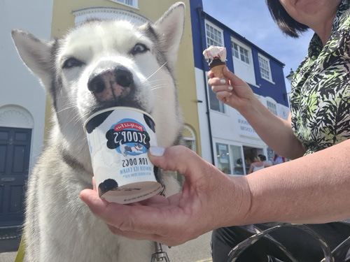 Weymouth Ice Cream Time -  Doggy 