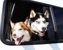 Traveling with pets in your motorhome - Tips for taking animals on holiday.