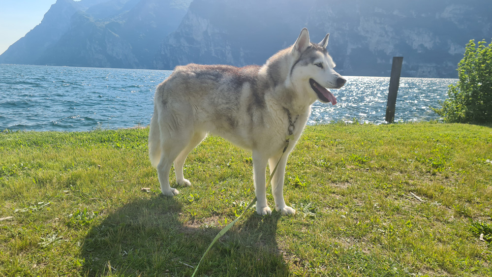 Dog with Lake Garda in background