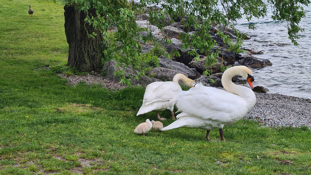 Lake Garden Swans with Signets 