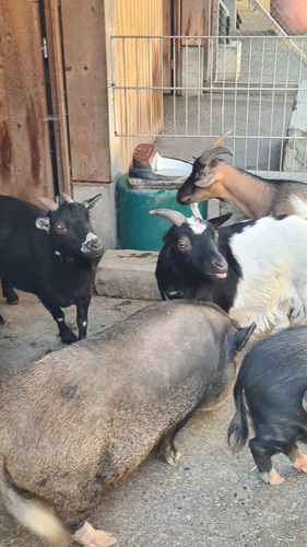 Lucerne city wall Animal feeding