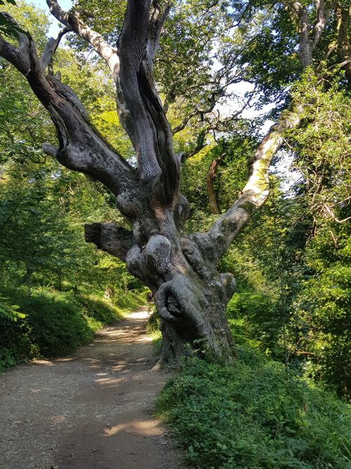 Explore the stunning views at The Lost Gardens of Heligan in Cornwall. Discover lush gardens, enchanting landscapes, and beautifully restored historical features in this renowned and magical botanical haven