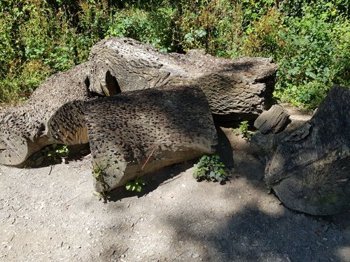 Experience a serene view of relaxing in the woods at The Lost Gardens of Heligan. Enjoy the peaceful ambiance of lush woodland surroundings, where you can unwind amidst the natural beauty and tranquil atmosphere of this historic garden