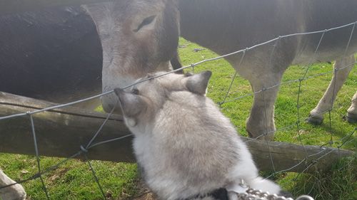 Red Kite Touring  - Dog Selfie