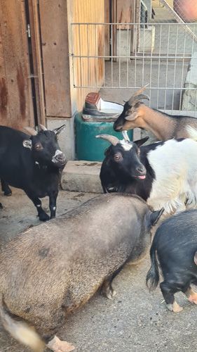 Lucerne city wall Animal feeding