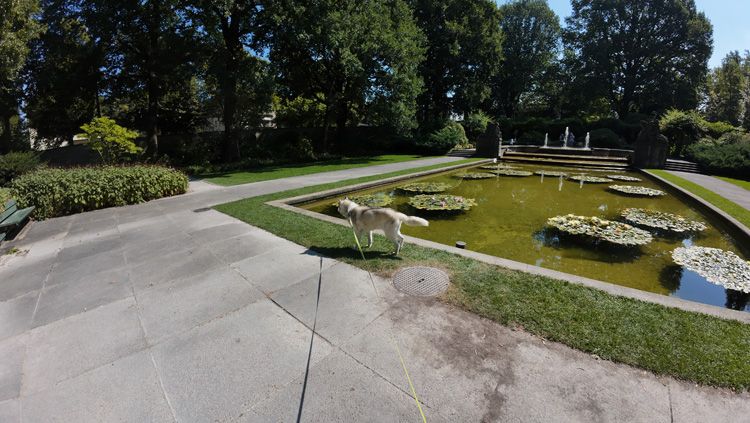 Dog gazing over a serene pond in Bern's Rosengarten, surrounded by lush gardens