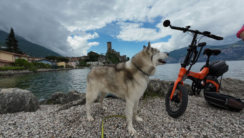 Lake Garden, dog ready for bike ride