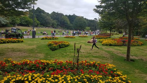 Bournemouth Parks is striking with the flower