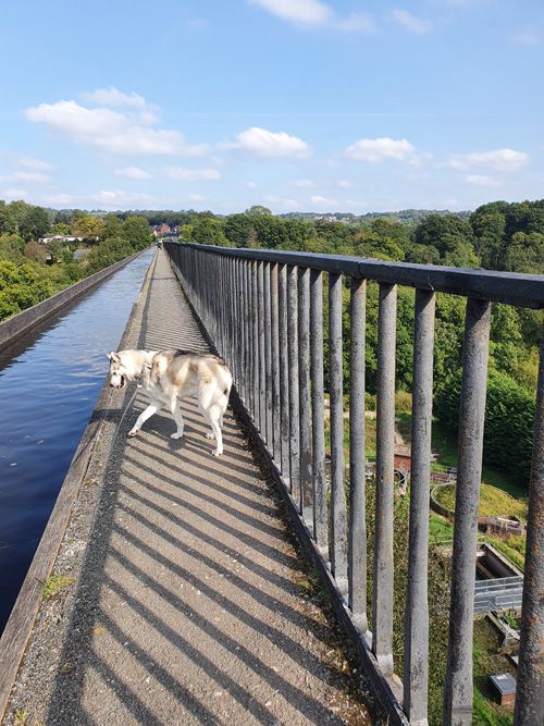 A picturesque view of Pontcysyllte Aqueduct in Wales, with a charming dog walking along the towpath beside the historic canal bridge, set against a backdrop of scenic countryside and a clear sky.