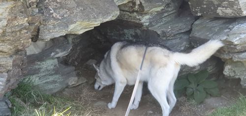 Experience the adventure of a dog exploring the cave at Tintagel. Enjoy captivating views of the rugged coastal landscape and historic cave while observing the playful exploration of your furry companion