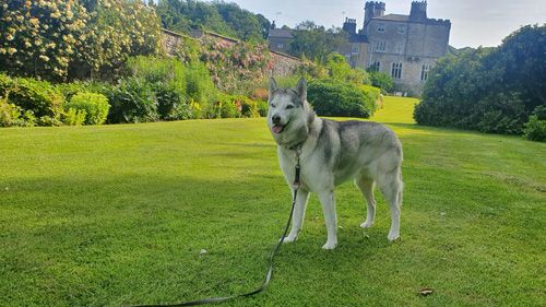 Leighton Hall garden doggy Day