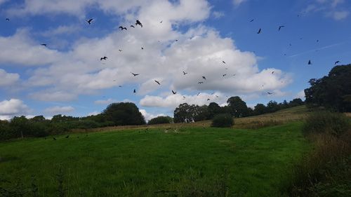 Red Kite Touring  - Amazing Kites