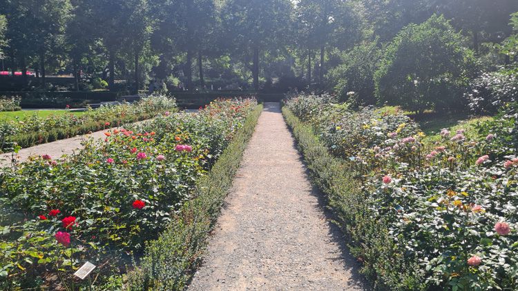 Rows of colorful flowers in Rosengarten Bern, surrounded by lush greenery