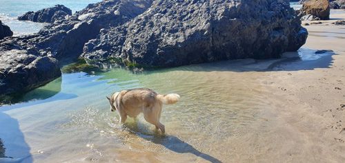 Explore Poldark Strand at Kynance Cove in Cornwall, a breathtaking coastal location with golden sands, clear waters, and stunning rock formations, ideal for picturesque walks and relaxation