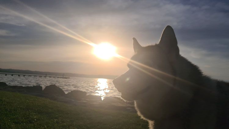 Silhouetted husky at a lakeside sunset, with radiant sun, calm silvery water, a wooden pier, and rocky shoreline in a peaceful scene.