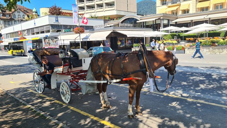 Hohematte Park - Horse Carriage