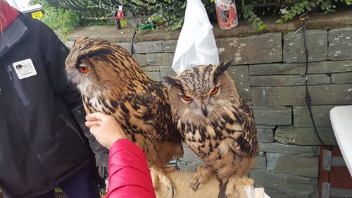 Windermere the local Owl sanctuary 