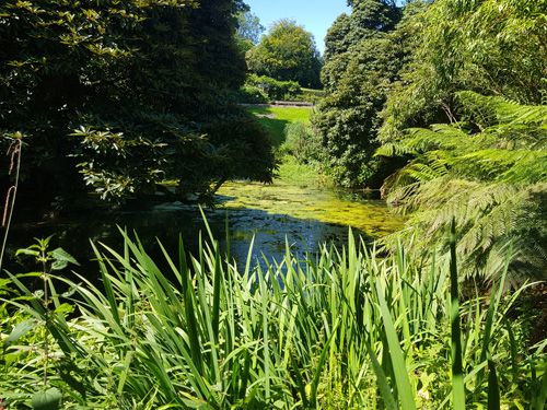 Explore the unique Mash Land area at The Lost Gardens of Heligan. Discover the distinct landscape featuring traditional Cornish features, including marshy terrain and diverse plant life, within this historic and enchanting garden