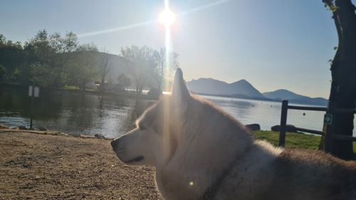 husky-type dog, predominantly white and light gray, in profile view. It's positioned on a sandy shore beside a calm body of water, likely a lake. The background features a serene landscape with trees, hills, and a clear, sunny sky. The sun is quite bright, creating lens flare. The overall mood is peaceful and tranquil.