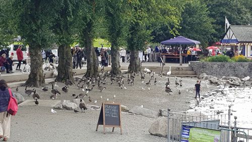Windermere the ducks and swans