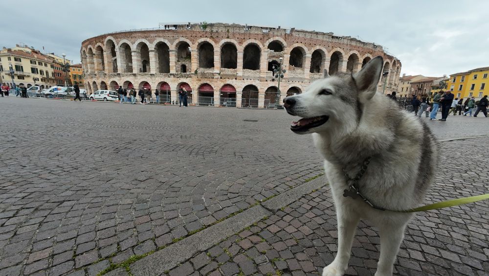 The Verona Arena - Doggy view