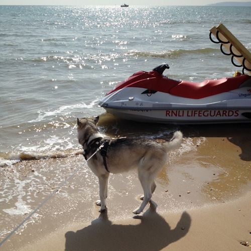 Doggy play time on the beach