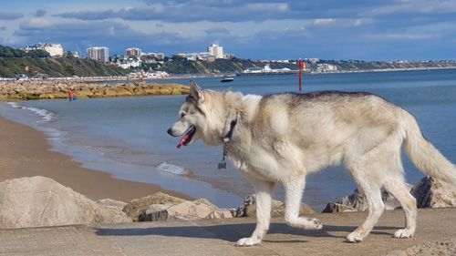 Sandbanks - A dogs life