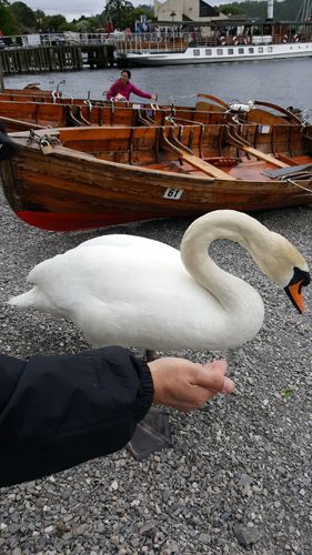 Windermere feeding the swans