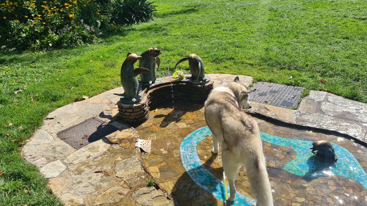 Stadtpark very dog Friendly 