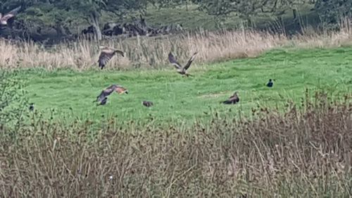 Red Kite Touring  - Amazing Kites
