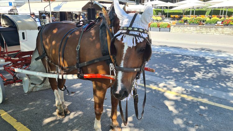 Hohematte Park - horse drawn carriage